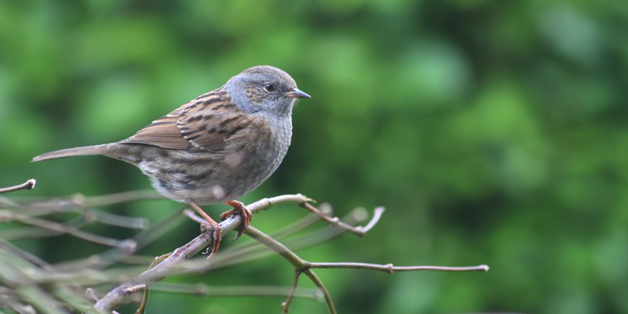 [Dunnock.jpg]