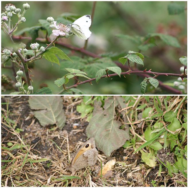 [Butterflies,+Pensthorpe.JPG]