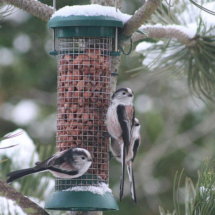 [GB09+Long-tailed+tit+FEB+2.jpg]