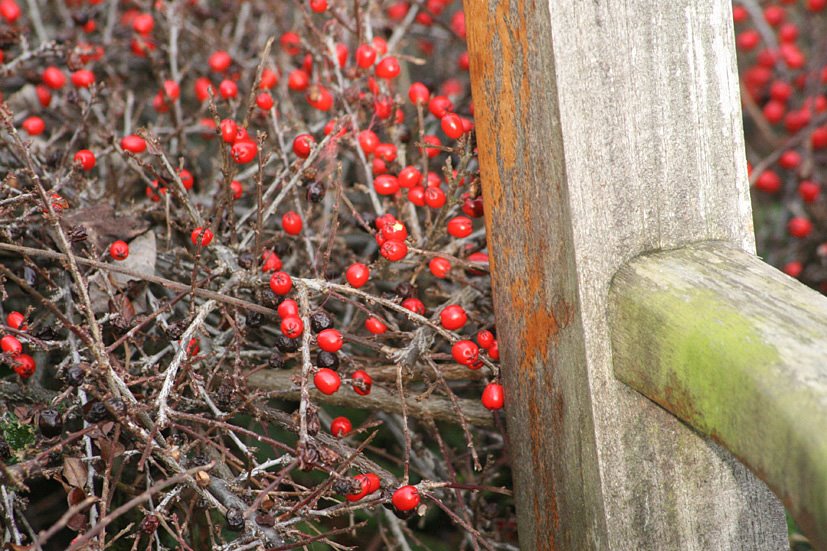 [bench,+berries.jpg]