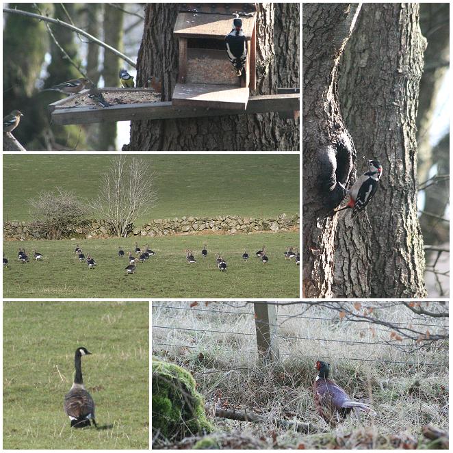 [Woodpecker,+Greylag+&+Canada+Goose,+Pheasant.JPG]