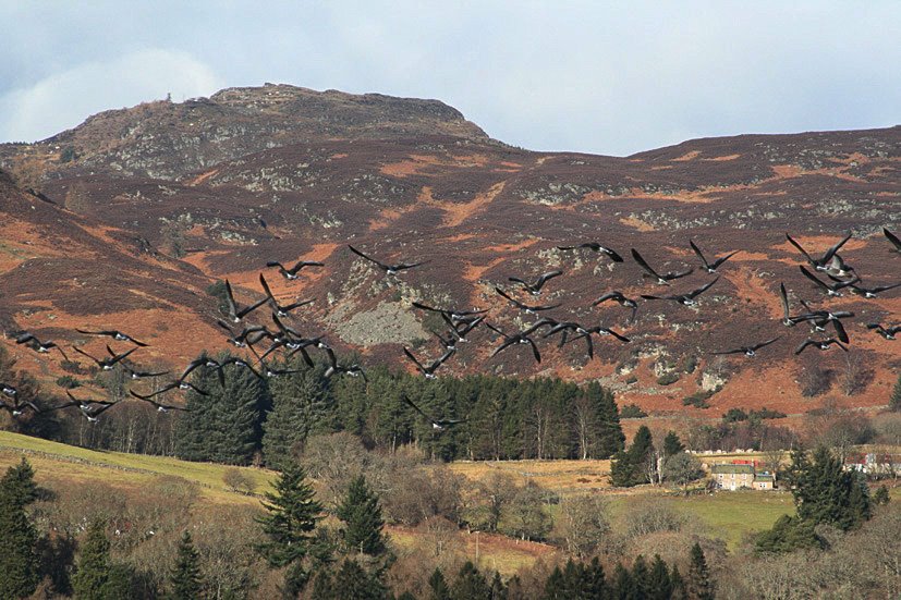 [Greylag+Geeese+Feb+09.jpg]