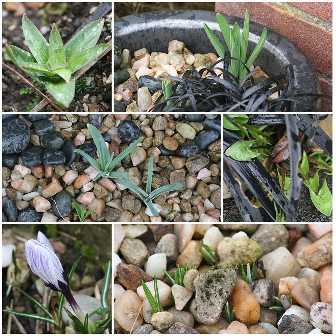 [Allium+montage.JPG]