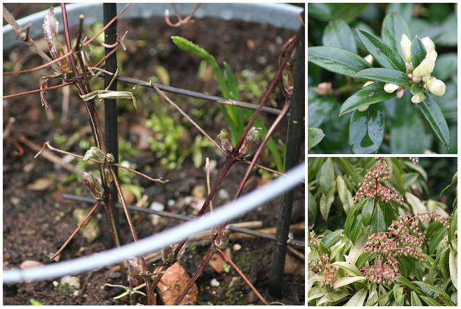 [Clematis+montage.JPG]