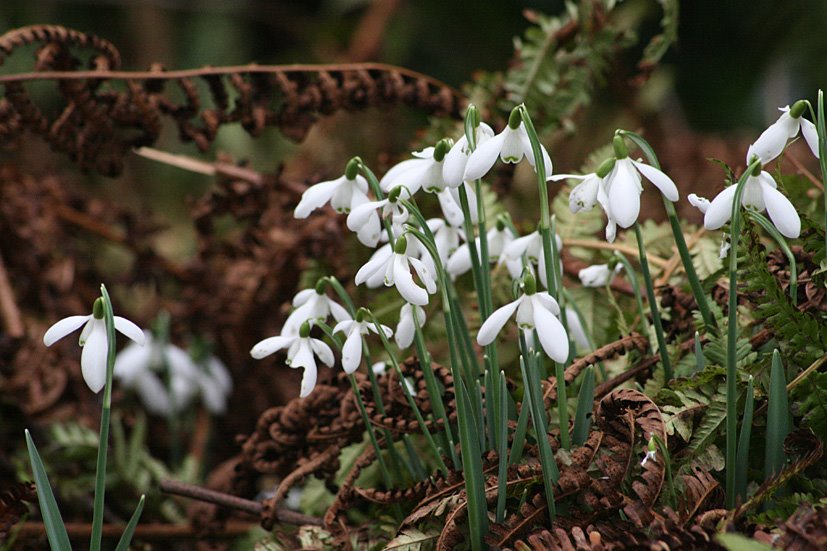 [Fingask+Castle+snowdrop+visit+24FEB+'09+(12).jpg]