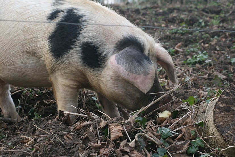 [Cambo+Snowdrop+visit+FEB28,+2009.jpg]