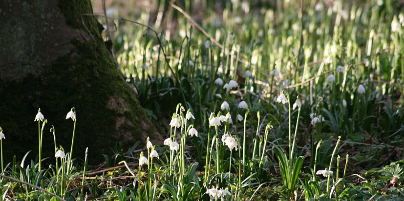 [Cambo+Snowdrop+visit+FEB28,+2009+(24).jpg]