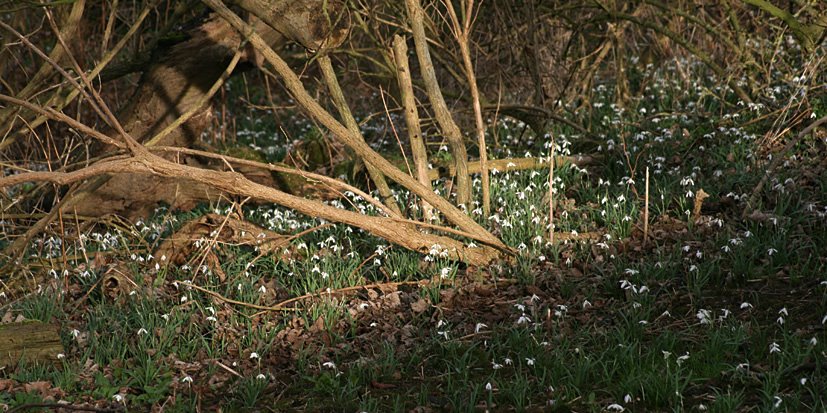 [Cambo+Snowdrop+visit+FEB28,+2009+(18).jpg]