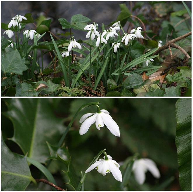 [Cambo+Snowdrop+visit+FEB28,+2009+(16).JPG]