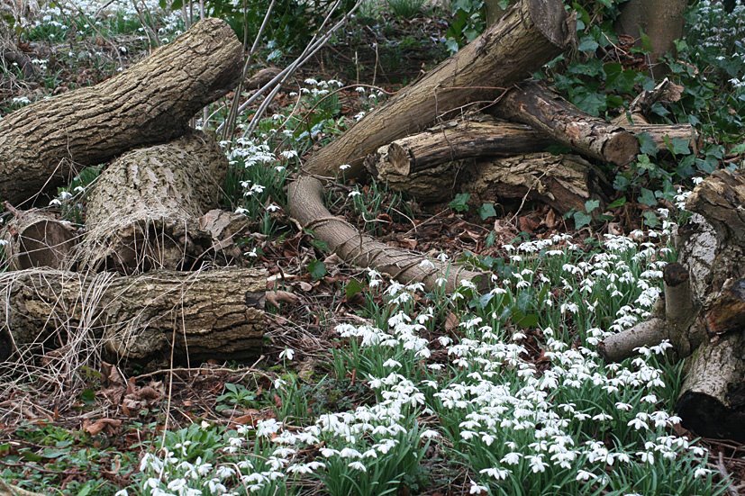 [Cambo+Snowdrop+visit+FEB28,+2009+(10).jpg]