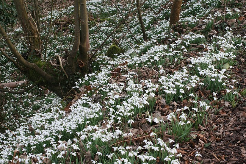 [Cambo+Snowdrop+visit+FEB28,+2009+(1).jpg]