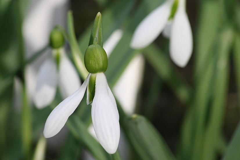 [Cambo+Snowdrop+visit+MAR17+'09,+(1).jpg]