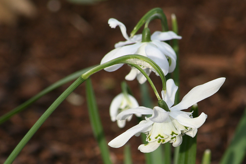 [Cambo+Snowdrop+visit+MAR17+'09,+(6).jpg]