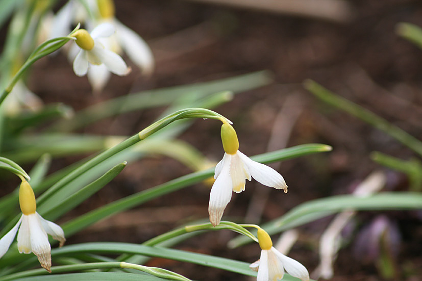 [Cambo+Snowdrop+visit+MAR17+'09,+(5).jpg]