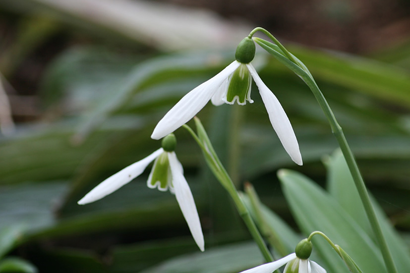 [Cambo+Snowdrop+visit+MAR17+'09,+(9).jpg]