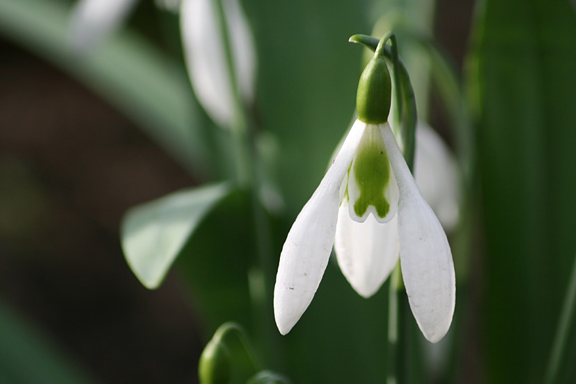 [Cambo+Snowdrop+visit+MAR17+'09,+(7).jpg]