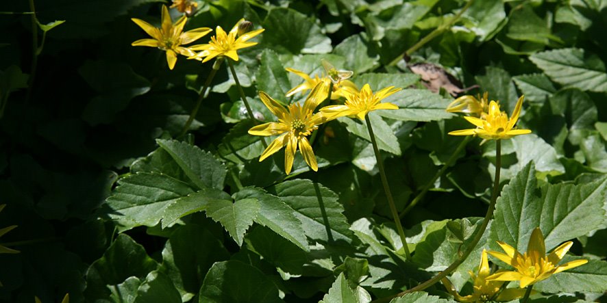 [LOL09+APR19,+grass+verge,celandine.jpg]