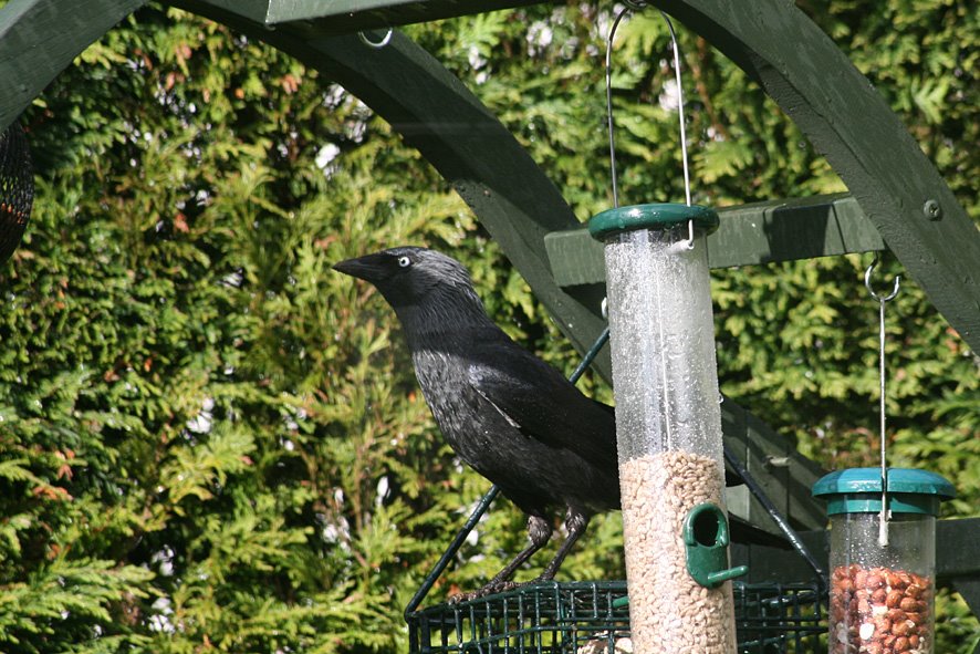 [MAY8+(8)+Jackdaw+trying+to+get+peanuts.jpg]