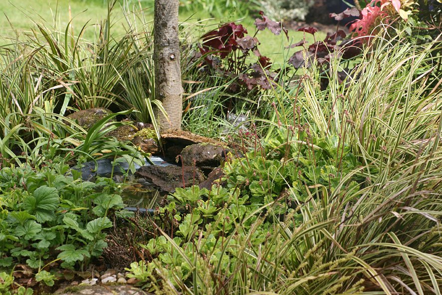 [MAY8+(11),+Siskin+at+ground+tray+birdbath.jpg]