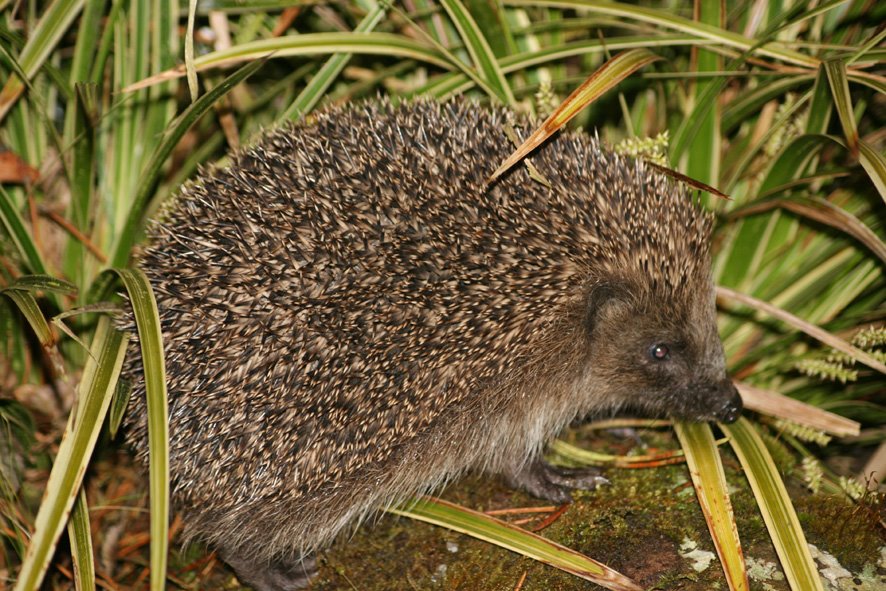 [HOG09+MAY9+(4).jpg]