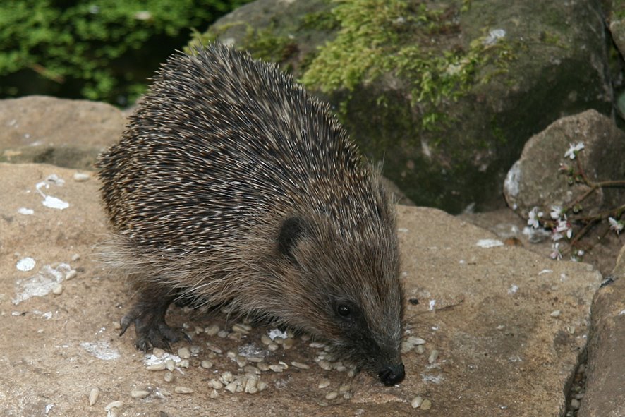 [HOG+09.+JUN9,+Young+hog+daytime+visit1.jpg]