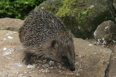 Young Hog