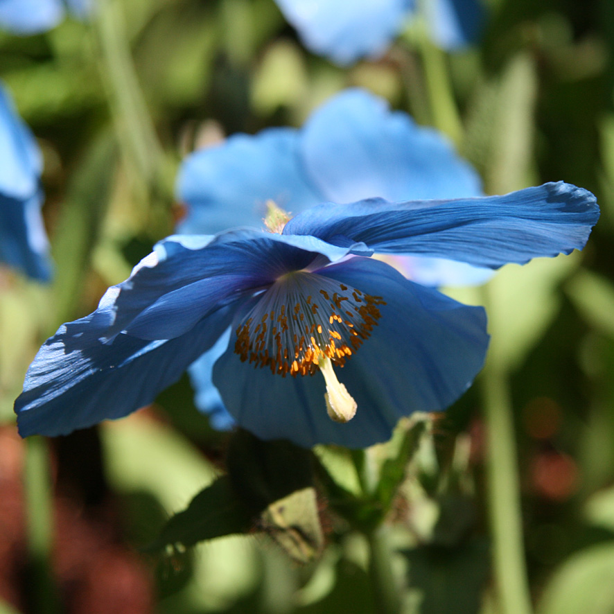 [GARDSCOT09+(24).jpg]