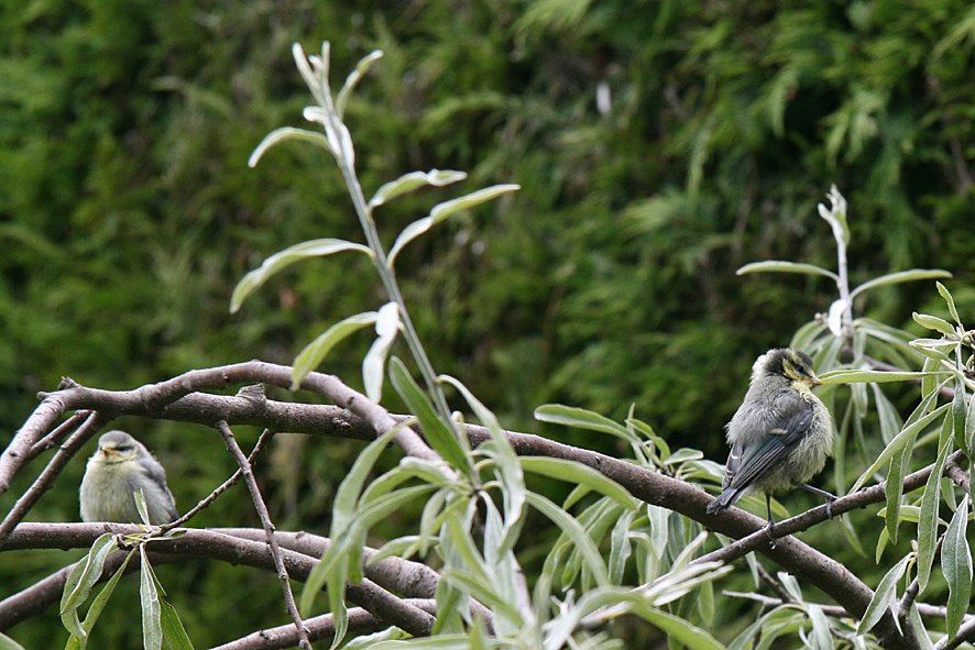 [GB09+Blue+tit+Juv+JUN15,+5.jpg]