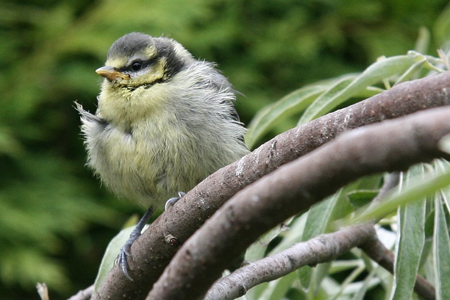 [GB09+Blue+tit+Juv+JUN15+4.jpg]