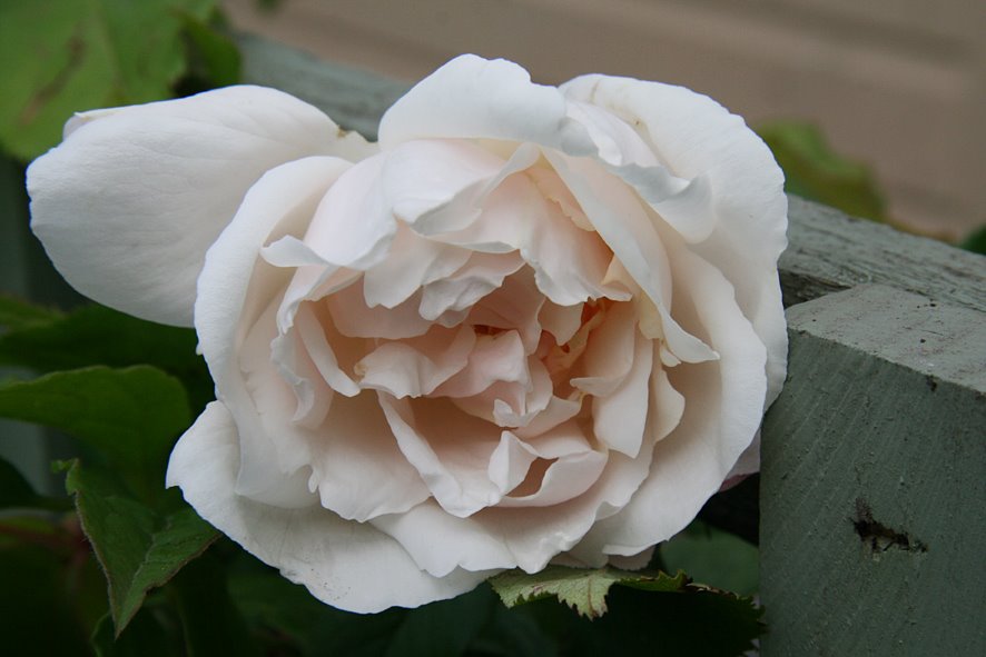 [Rose,+Mdm+Alfred+Carierre+JUN16+'09.jpg]