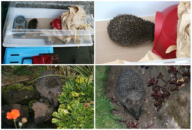 [HOG09+JUN10+visited+0850.jpg]