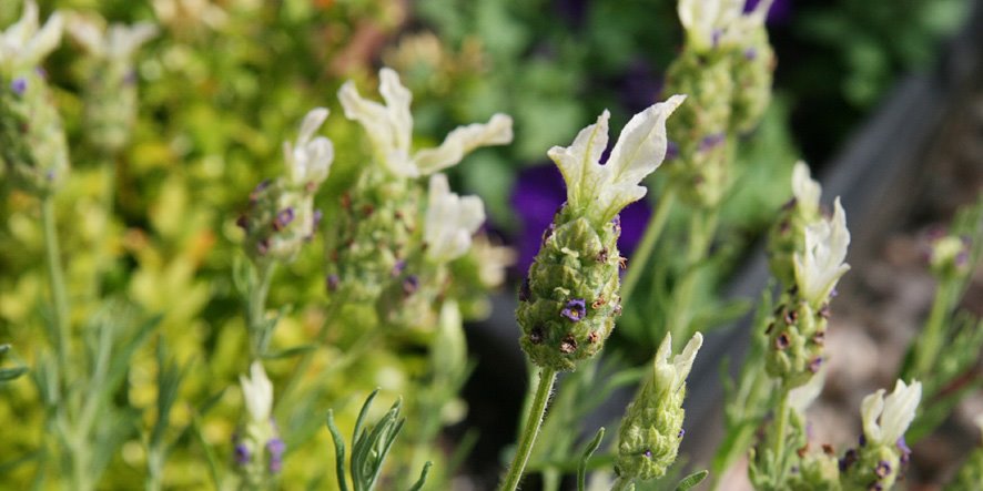 [GBBD+JUL09,+Lavender.jpg]