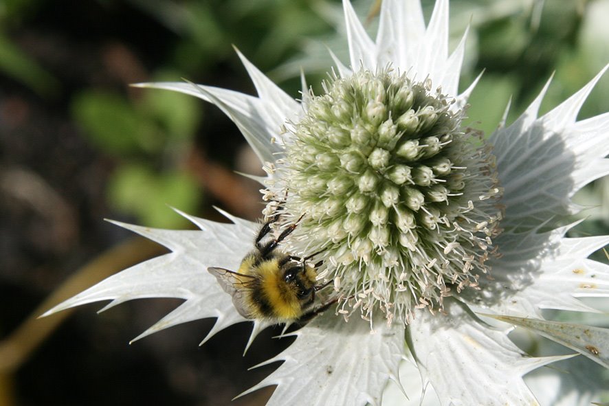 [SGW+JUL09.+Open+Garden+Culross+(11).jpg]