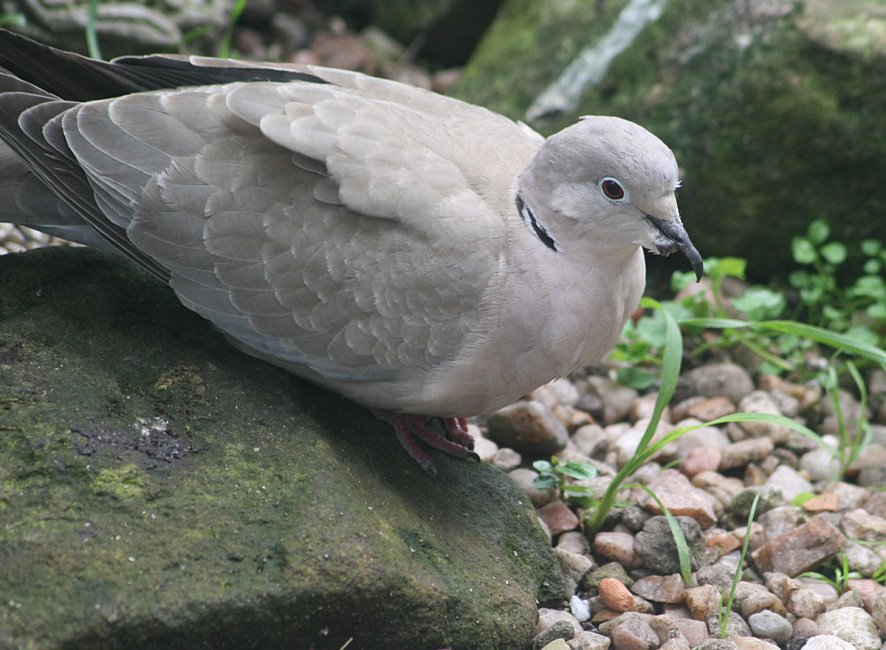 [SGW09+Collared+dove+clawed+beak+(2).jpg]