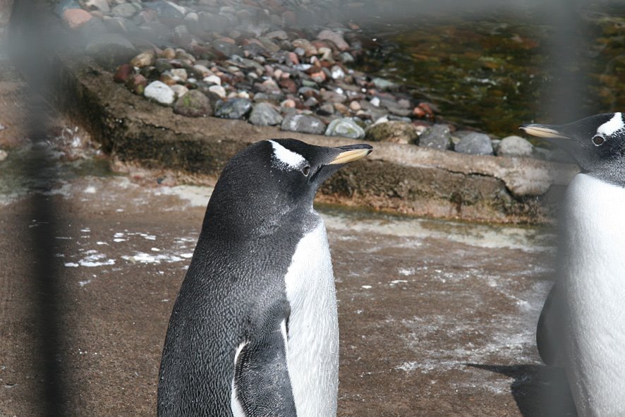 [SGW09+Edin+Zoo.jpg]