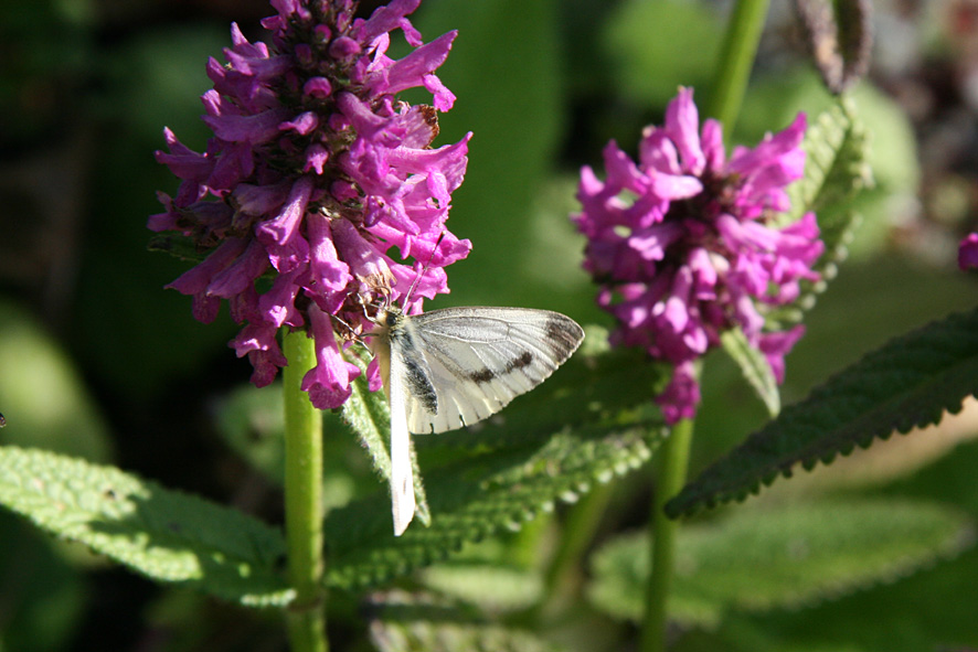 [SGW09+AUG5+(2).jpg]