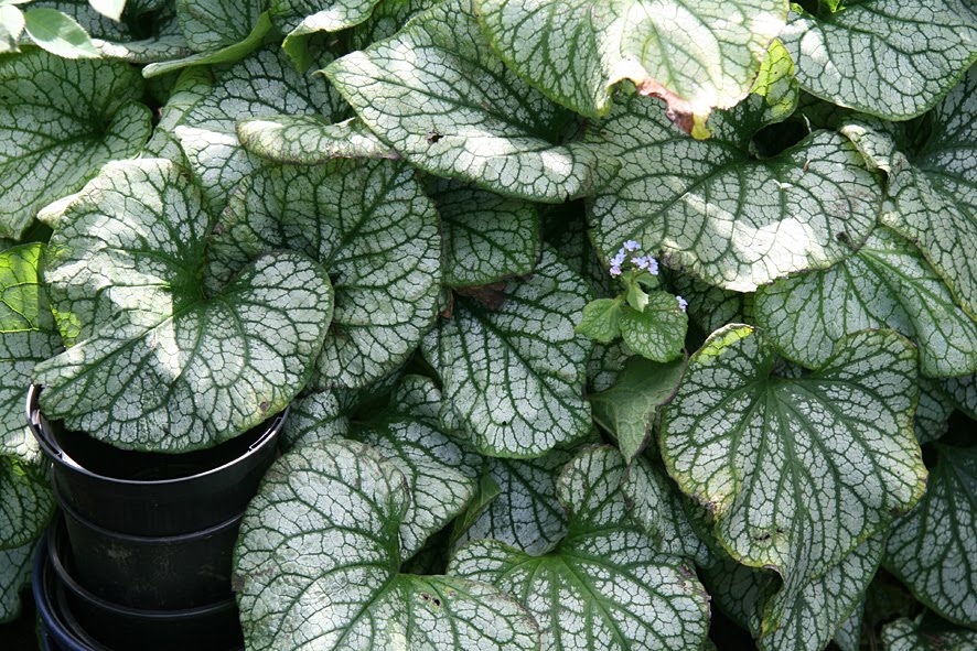 [SGW09+AUG+garden,+plastic+pot+challenge+(1).jpg]