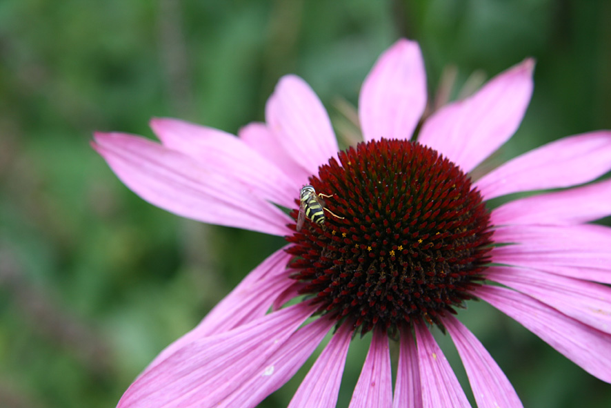 [SGW09+Cambo+SEPT11.jpg]