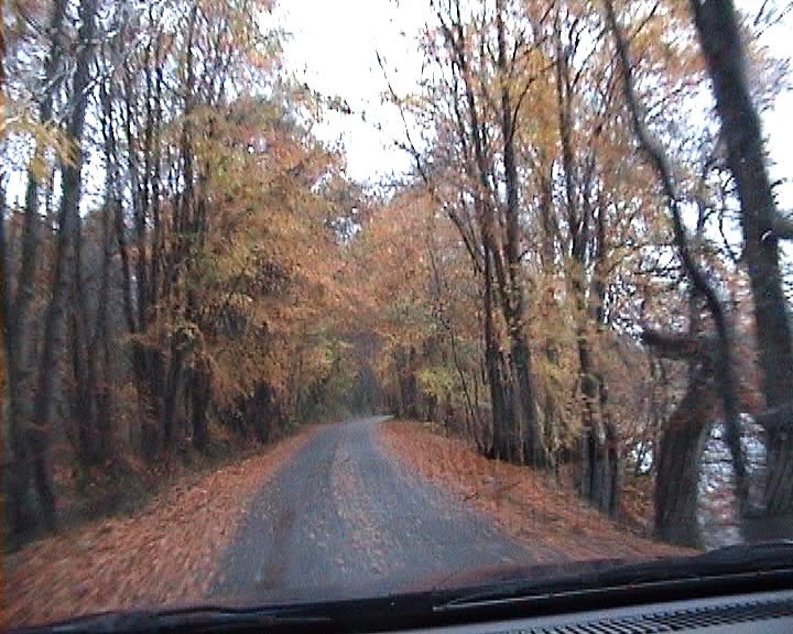 [LOL09+NOV1,+Autumn+lochside+road.jpg]