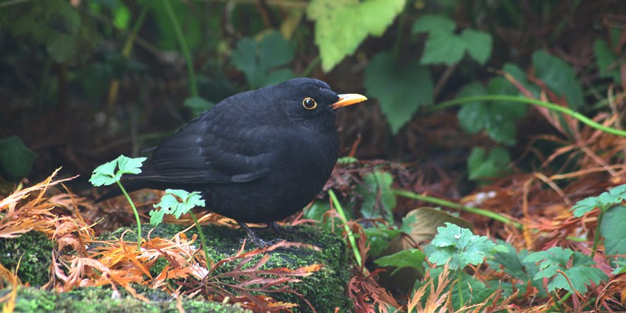 [GB09+OCT25,+Blackbird+male2.jpg]