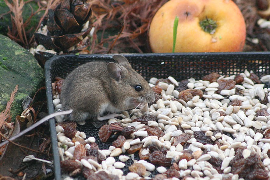 [SGW09+NOV5+(4).jpg]