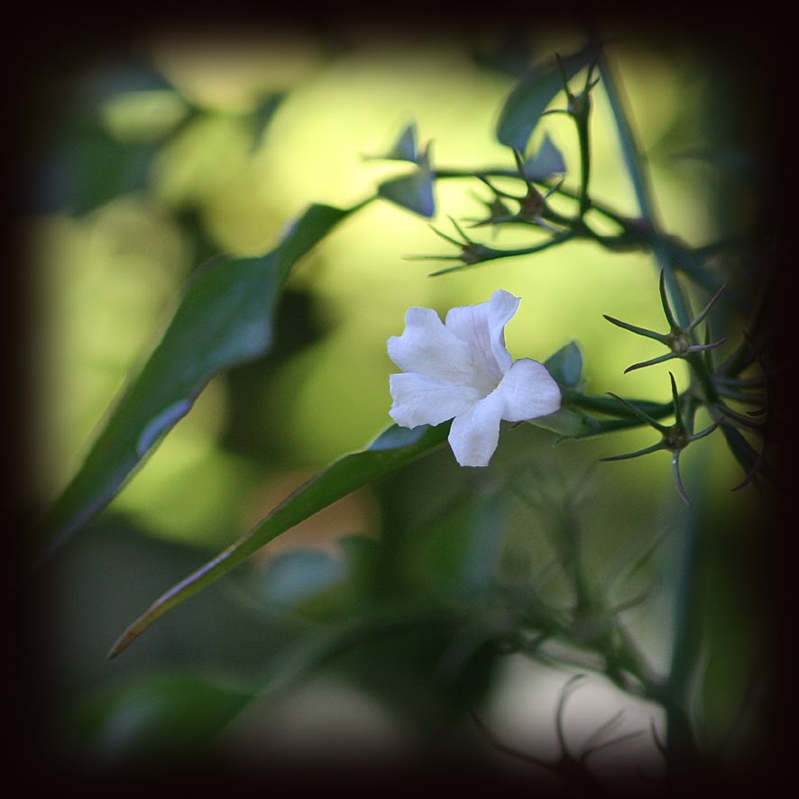 [GBBD+NOV09+(9).jpg]