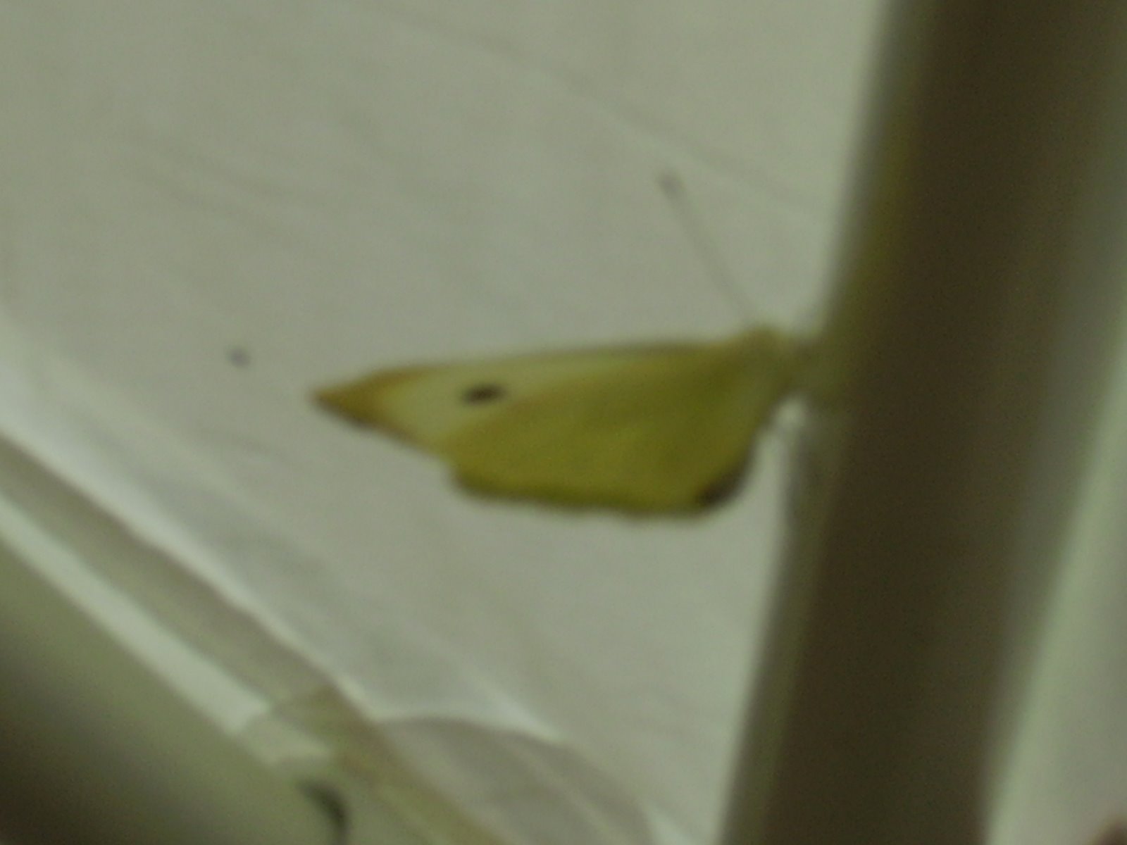 [late+june+2009+025.JPG]