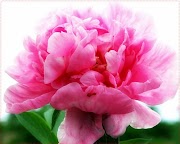 15+ Bunga Carnation