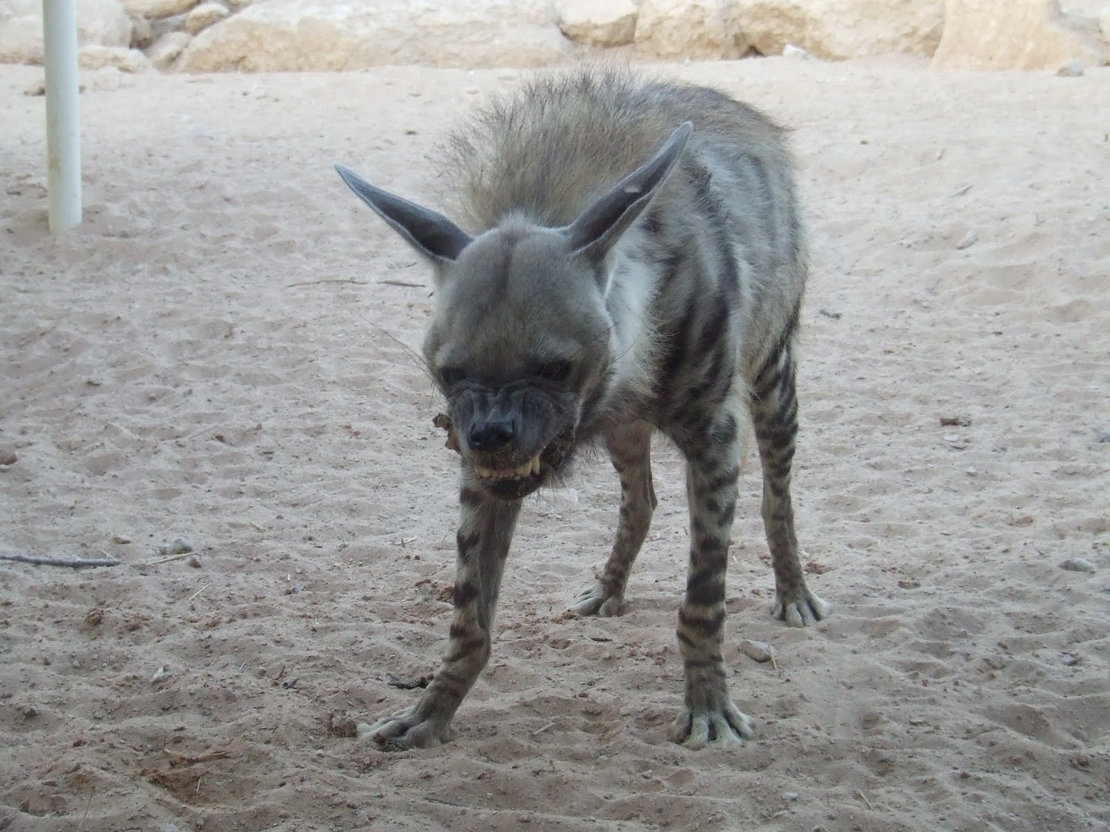 Life in Mitzpe Ramon: I Am Nearly Eaten By Hyenas