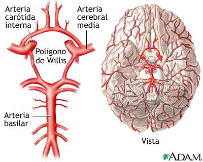 arterias cerebrales