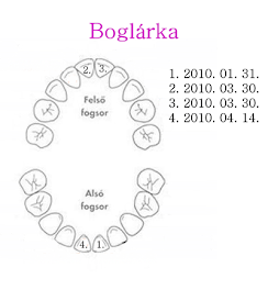 Boglárka fogai