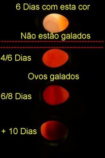 1ª postura, dúvidas! Evolução+dos+ovos