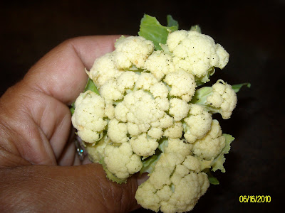 The Gardener of Eden: June 2010