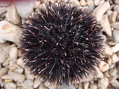 merisiili